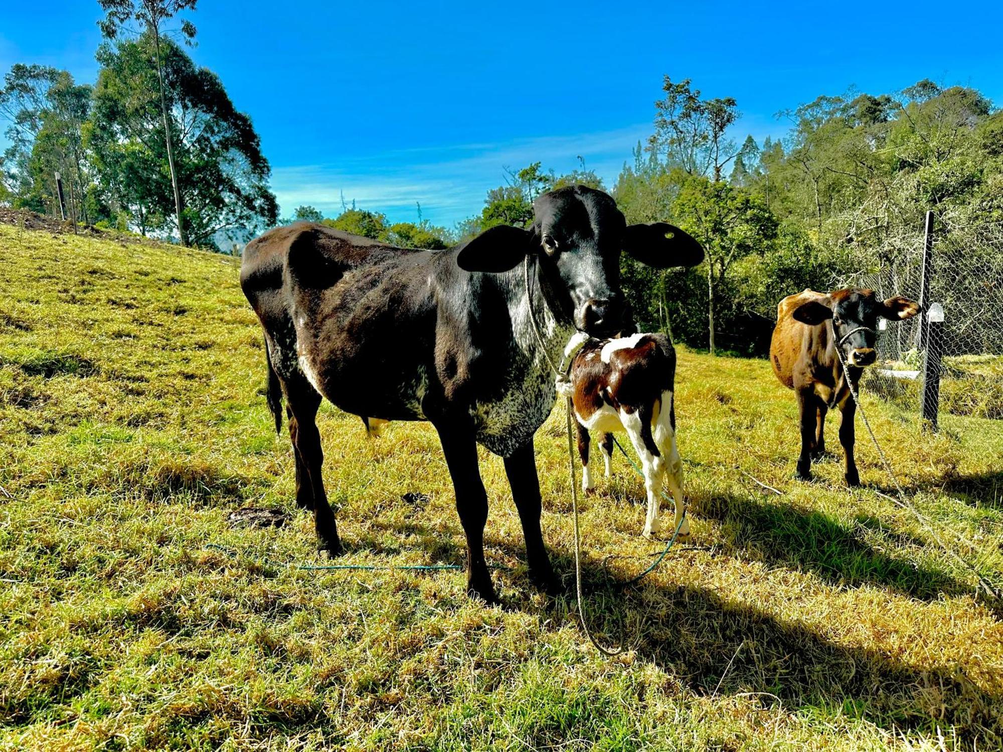 Campsite De Pino Escapada Natural A 7 Min Chiquinquira (Boyaca)